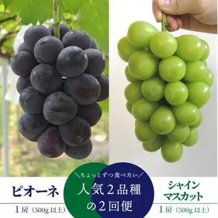【発送月固定定期便】ピオーネとシャインマスカットの2回便! 1房ずつのお試し便!(岡山県産)全2回【配送不可地域：離島】【4065360】