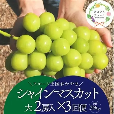 【発送月固定定期便】シャインマスカット(大2房)を楽しむ満足便!3便計3.9kg～(岡山県産)全3回【配送不可地域：離島】【4065362】