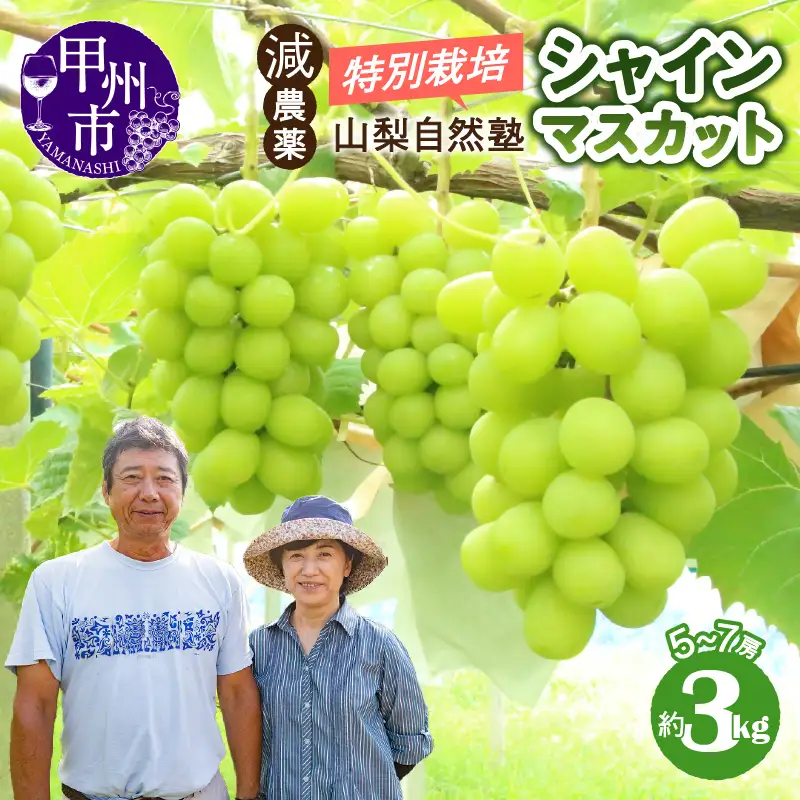 減農薬「特別栽培」やまなし自然塾の甲州市産シャインマスカット 約3kg（5～7房）【2026年発送】（YSGK）C5-160 シャインマスカット フルーツ