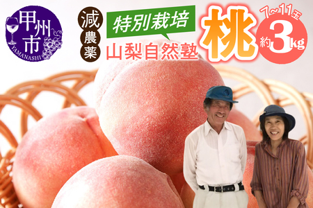 減農薬 特別栽培の桃 7～11玉 約3kg【2026年発送】（YSGK）B16-160 桃 フルーツ
