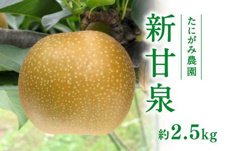 【先行予約】たにがみ農園 新甘泉梨 2.5kg(5～9玉) 梨 なし フルーツ 果物 くだもの 鳥取県 佐治 梨 なし ナシ