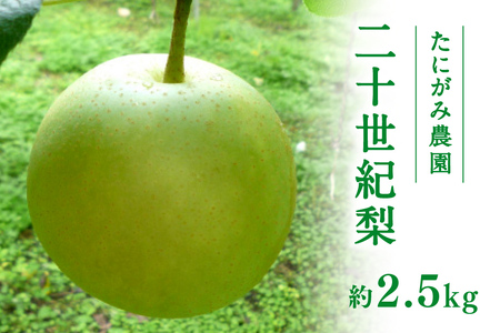 【先行予約】たにがみ農園 二十世紀梨 2.5kg(5～9玉) 梨 なし フルーツ 果物 くだもの 鳥取県 佐治 梨 なし ナシ