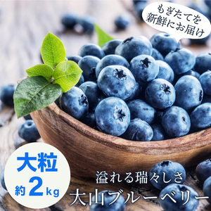 MS-124　新鮮生ブルーベリー2kg（7月採れ）