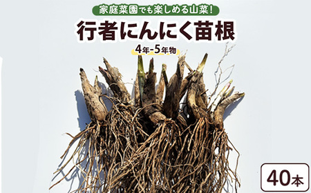 行者にんにく 苗根 40本（4年～5年物） ｜ にんにく ニンニク ガーリック 家庭菜園 栽培 野菜苗 野菜 薬味 料理 産地直送 那須 栃木県 那須町〔C-79〕