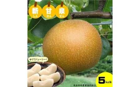 鳥取県産「新甘泉（しんかんせん）」　5kg