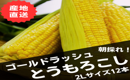 【2026年発送】めろん屋の朝採り黄色いとうもろこし12本【AB-018】