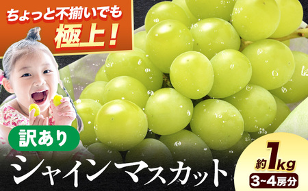 シャインマスカット 約1kg 訳あり