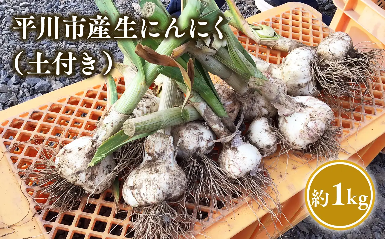 【レビューキャンペーン】6月下旬~7月下旬発送  土付き生にんにく 約1kg 青森県平川市産[hi-0028-010]
