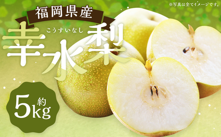 数量限定 幸水梨 約5kg 9～12玉【2026年7月下旬～8月下旬発送】 ナシ 梨 果物 フルーツ 福岡県産