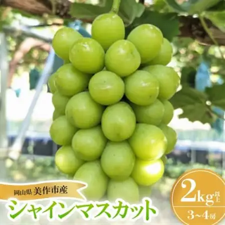 シャインマスカット 2kg 岡山県産フルーツ　3房～4房_果物・フルーツ ぶどう・マスカット  ブドウ 葡萄 _【配送不可地域：離島】【1609174】