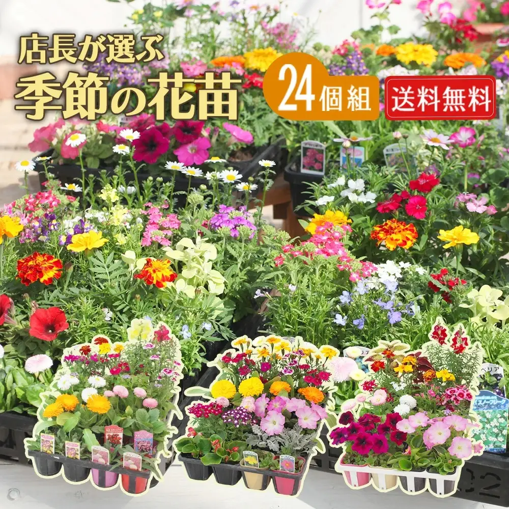 季節の花苗24セット【花苗 花苗セット 花 季節の花 花セット ガーデニング 家庭菜園 園芸 初夏 夏 花壇 庭 鉢 玄関 プランター 寄せ植え おうち時間 趣味 ベランダ 土っ子倶楽部 プレゼント ギフト 】【価格改定】
