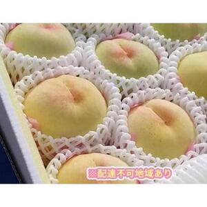 岡山市産 旬の白桃セレクション 約2kg くぼ農園｜フルーツ 果物 くだもの もも モモ 桃 白桃 食品 人気 おすすめ 送料無料 ギフト 贈り物 贈答品 プレゼント 果物 もも モモ 桃 国産 岡山県産 岡山 もも モモ 桃 白桃