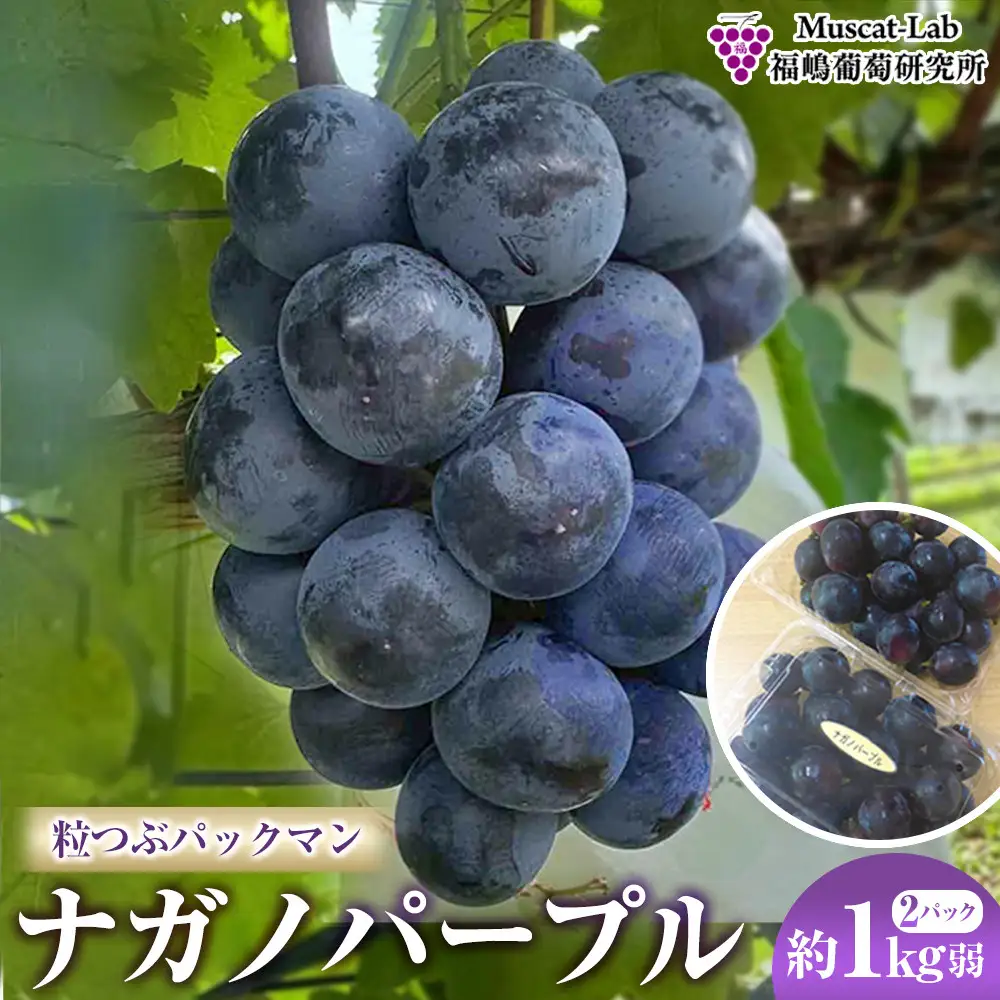 【先行予約】2026　ナガノパープル　粒つぶパックマン2パック　約1kg弱　長野県産  【10月初旬頃～順次発送予定】国際特許有機肥料栽培