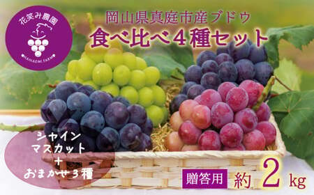 シャインマスカット 岡山県産ぶどう詰め合わせ 食べ比べ４種セットシャインマスカット入り2kg（4房） 【hana019-02】