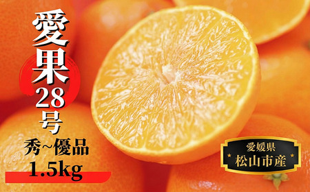 愛果28号 (紅まどんな と同品種) 約1.5kg 秀～優品 【2026年12月頃から順次発送】 | 蜜柑 柑橘 果物 くだもの フルーツ お取り寄せ グルメ 期間限定 数量限定 人気 おすすめ 愛媛県 松山市 【PT039】
