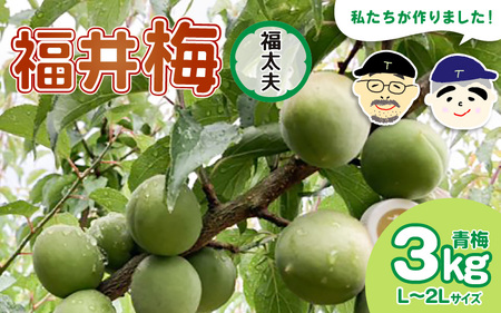 【先行予約】【福井特産】福井梅（福太夫）青梅 3kg（L～2L サイズ）【2026年6月以降順次発送】梅 福井梅 生梅 青梅 完熟梅 梅干し 梅酒 梅干 梅シロップ 梅ジャム 梅ジュース 果物 梅肉 ウメ うめ  [m74-a001]