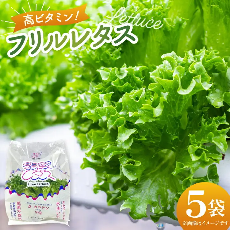 高ビタミン フリルレタス 100g 5袋 計500g [PBS 富山県 朝日町 34310474]