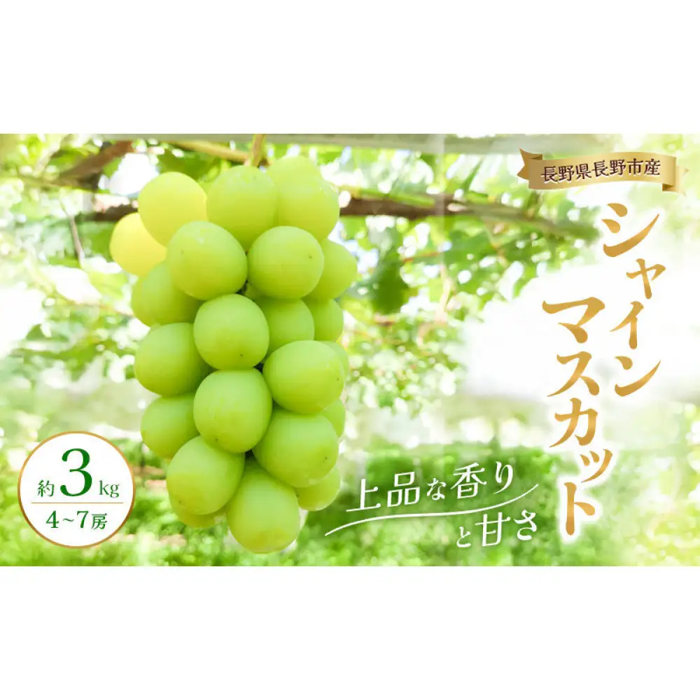 2026年産　長野県長野市産シャインマスカット 約3kg 4房～7房 シャイン マスカット 葡萄 ぶどう 果物 フルーツ 信州 |  シャイン マスカット 葡萄 ぶどう 果物 フルーツ 信州 ブドウ 人気 おすすめ 信州  送料無料  長野県 長野市 信州 信濃 ふるさと納税