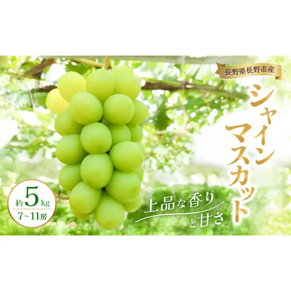 2026年産 長野県長野市産シャインマスカット 約5kg 7房～11房 シャイン マスカット 葡萄 ぶどう 果物 フルーツ 信州 |   シャイン マスカット 葡萄 ぶどう 果物 フルーツ 信州 ブドウ 人気 おすすめ 信州  送料無料  長野県 長野市 信州 信濃 ふるさと納税