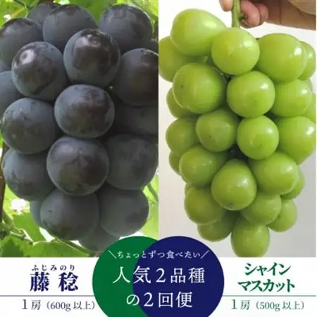 【発送月固定定期便】「藤稔」と「シャインマスカット」、1房ずつのお試し便!(岡山県産)全2回【配送不可地域：離島】【4065820】