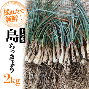 【2026年4月上旬頃から順次発送】島らっきょう 2kg |期間限定 らっきょう ラッキョウ 辣韭 らっきょう酢 炒め物 天ぷら 国産 愛媛県産 愛媛県 松山市 松山市ふるさと納税返礼品【MSD007】