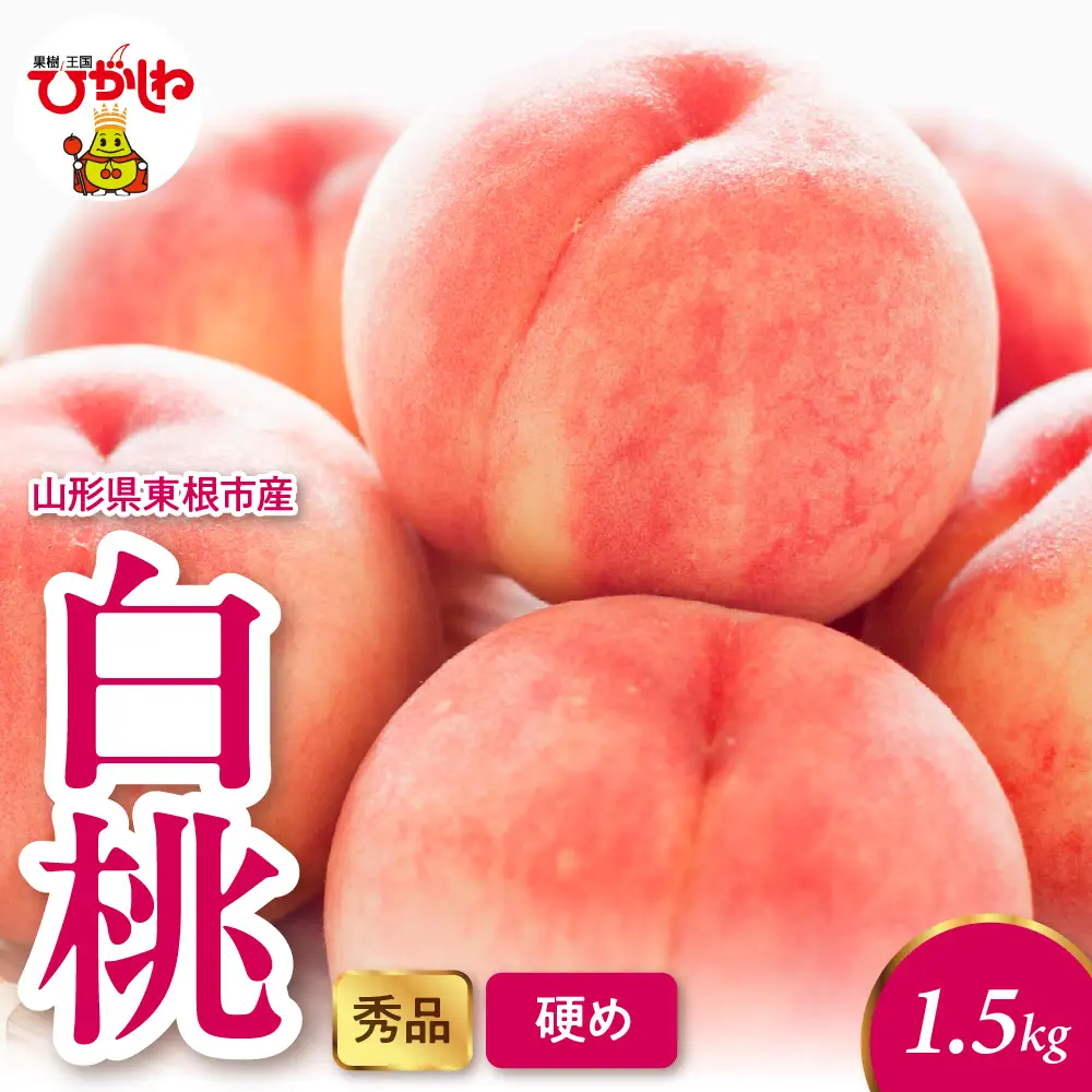 2026年産 白桃 (硬め) 1.5kg 秀品 桃 白桃 もも