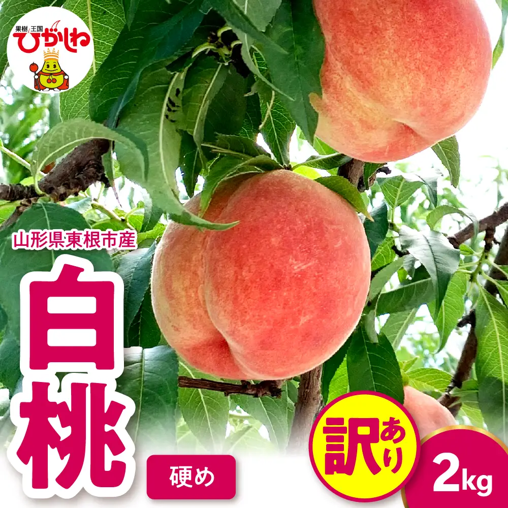 2026年産 【訳あり】白桃 (硬め) 2kg 桃 白桃 もも 訳あり