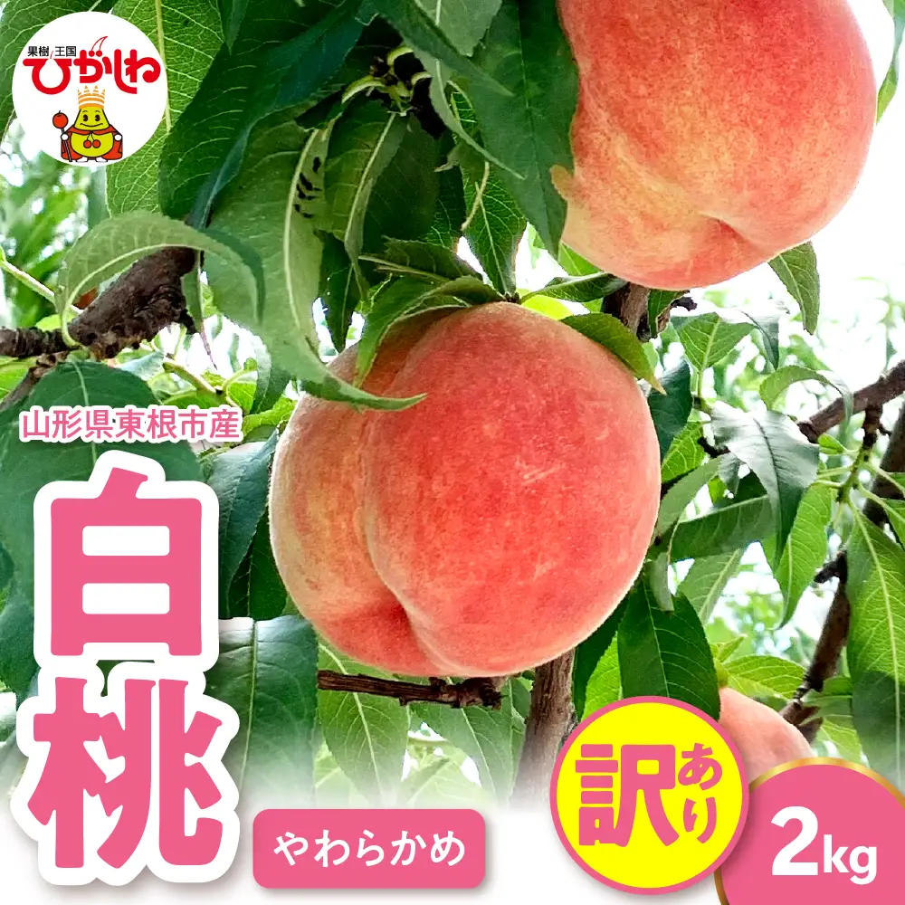 2026年産 【訳あり】 白桃 (柔らかめ) 2kg 桃 白桃 もも