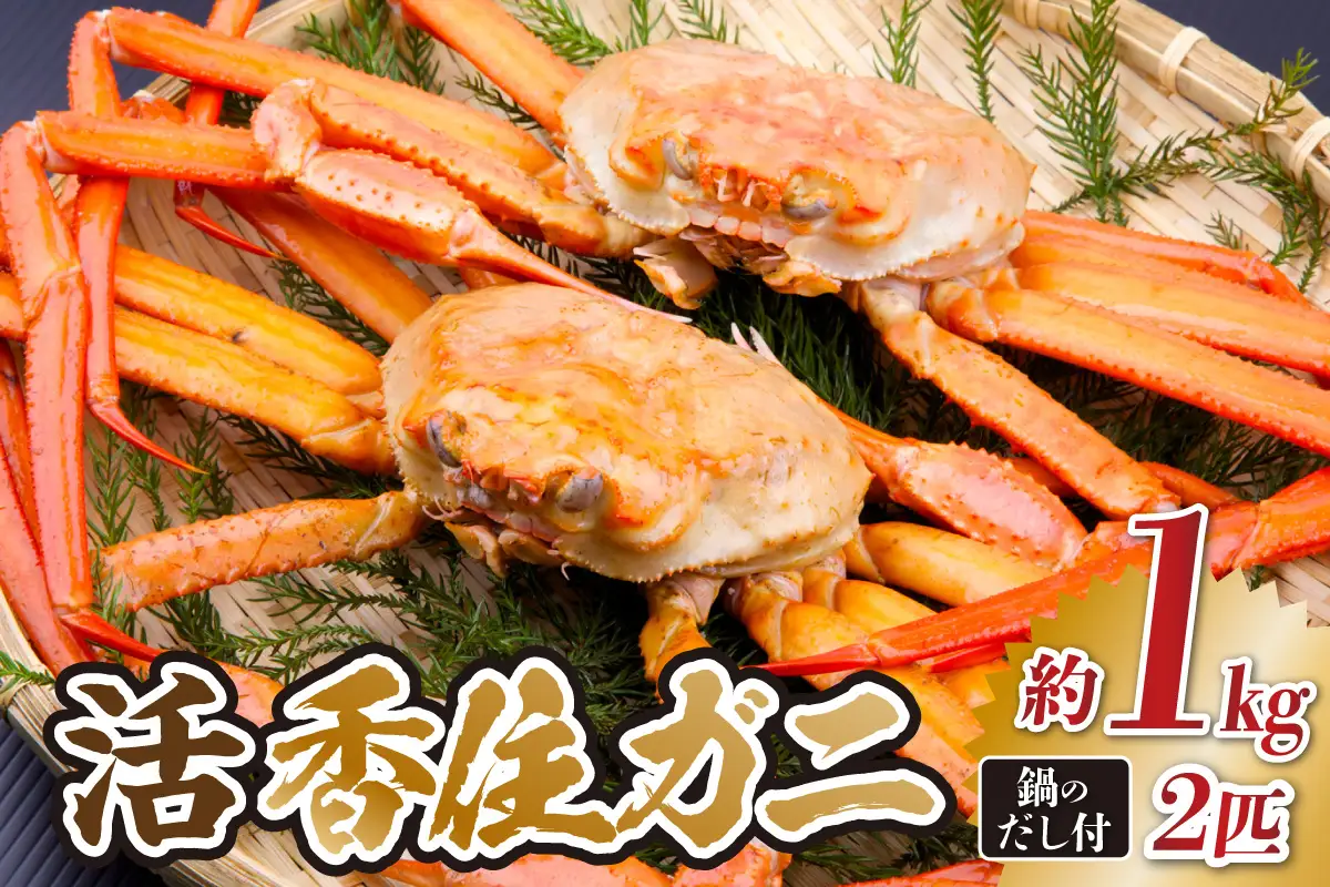 《先行予約》 活 香住ガニ 姿 約1kg×2匹 冷蔵 【令和9年2月以降発送予定】 かに カニ 33-34