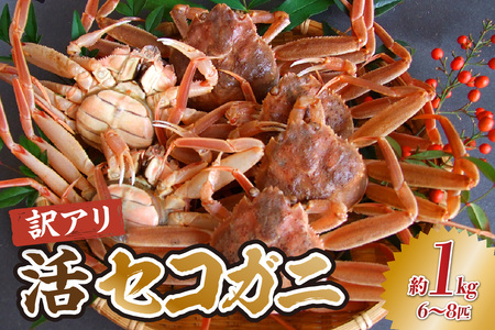 【先行予約】訳あり活セコガニ 1kg 冷蔵  【令和8年11月中旬以降発送予定】 ズワイガニ 33-41