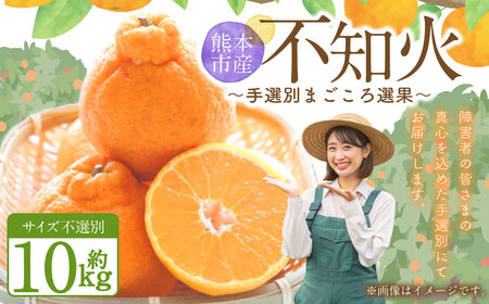 不知火（デコポンと同品種）【手選別まごころ選果】約10kg サイズ不選別 しらぬい 柑橘 くだもの 果物 フルーツ 【2027年2月上旬～4月上旬発送予定】