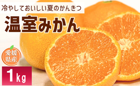 ハウスみかん 秀品 1.0kg 化粧箱 みかん 【7月下旬から順次発送予定】 人気 数量限定 柑橘 愛媛 伊予市｜B426