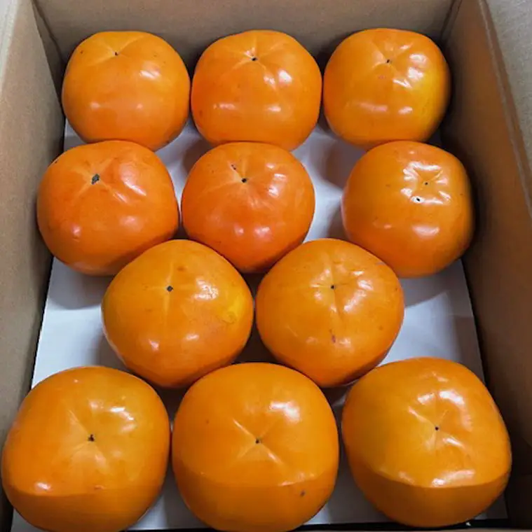 富有柿の新品種「紀州てまり」約7.5kg（22玉～32玉おまかせ）【tec976】