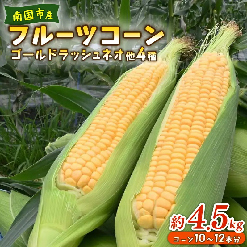 【2026年先行予約 / 数量限定 とうもろこし】 フルーツコーン イエロー種 10～12本 とうもろこし