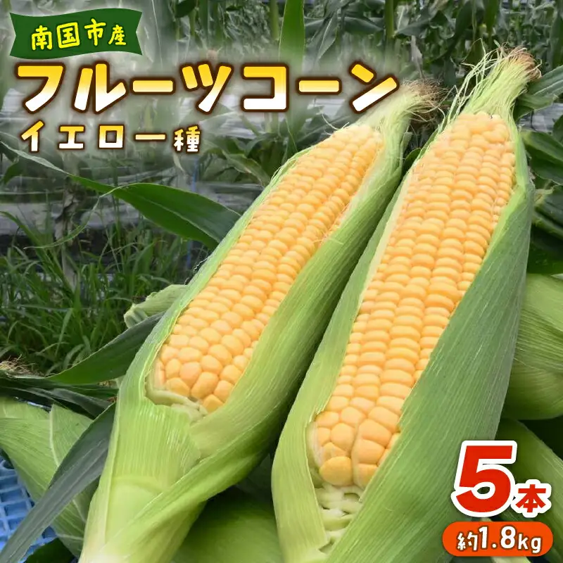 【2026年先行予約 / 数量限定 とうもろこし】フルーツコーン イエロー種 5本 とうもろこし