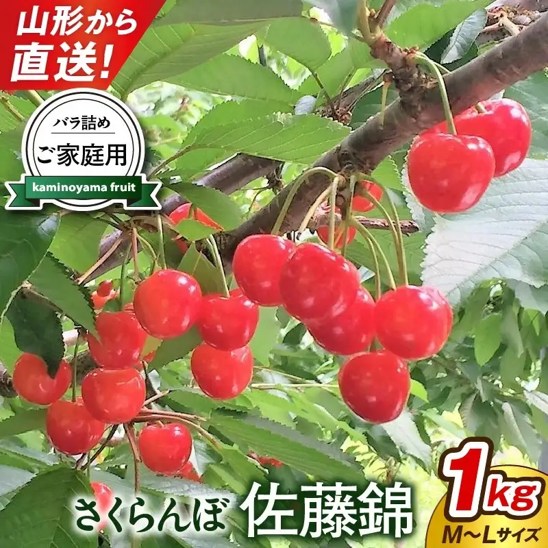 さくらんぼ（佐藤錦）１ｋｇ　ご家庭用　0079-2601