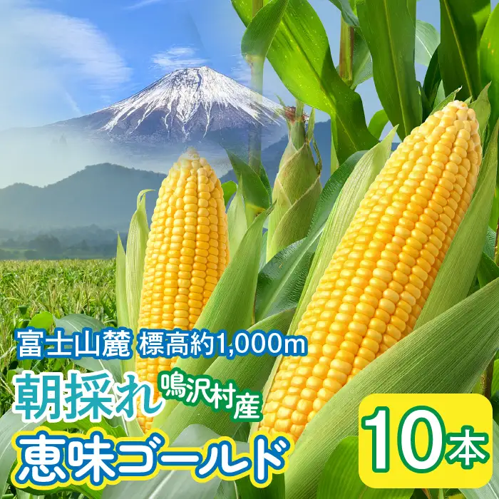 ＜2026年発送＞とうもろこし　恵味ゴールド　10本 ふるさと納税 とうもろこし トウモロコシ ジューシー 朝採りコーン 野菜 山梨県 鳴沢村 送料無料 NSAK002