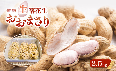 落花生 福岡県産 生落花生 おおまさり 2.5kg ※配送不可:離島