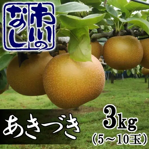 市川の梨　あきづき　3kg（5～10個入り）　【12203-0085】
