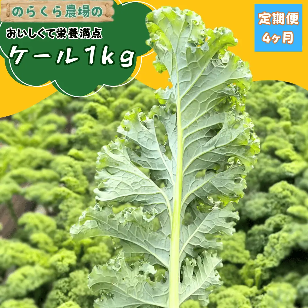 【先行受付】のらくら農場 ケール１kg　4か月定期便 [NK-T523]