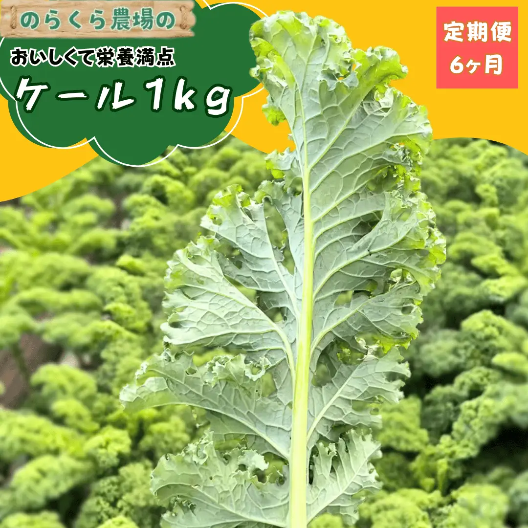 【先行受付】のらくら農場 ケール１kg　6か月定期便 [NK-T524]