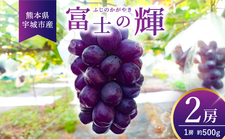 先行予約 富士の輝 2房（約500g×2 計約1kg） 【2026年8月上旬から8月下旬発送予定】