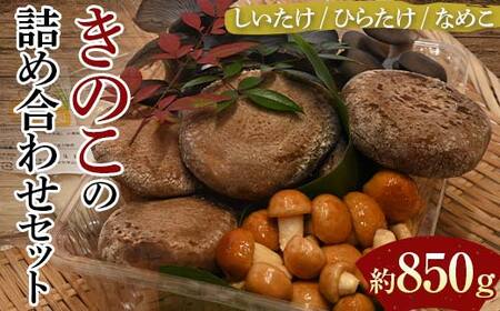 きのこの詰め合わせセット（約850g） 農家直送 しいたけ ひらたけ なめこ ご当地 グルメ 食品 F6L-1138