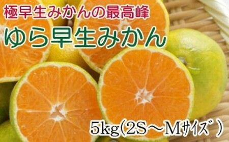 【極早生みかんの逸品】有田産ゆら早生みかん 約5kg ｜早生みかん ミカン 蜜柑 フルーツ みかん ふるーつ みかん 果物 みかん くだもの みかん 和歌山 みかん