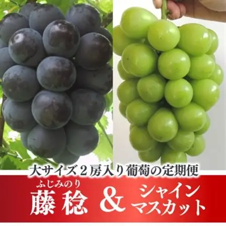 【発送月固定定期便】藤稔とシャインマスカットの満足2回便! 各大2房入/1.3kg(岡山県産)全2回【配送不可地域：離島】【4066248】