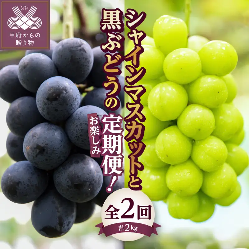 【2026年配送】黒ぶどうとシャインマスカットのお楽しみ定期便(全2回)