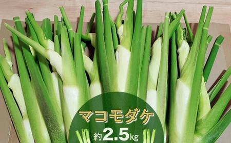 【先行予約】収穫したてを発送します　　マコモダケ　約2.5㎏〈出荷時期:2026年10月中旬～2026年11月中旬頃〉