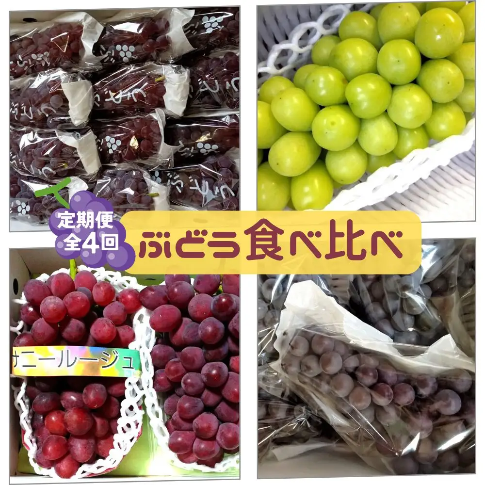 【定期便：全４回】ぶどう食べ比べコース（デラウェア、サニールージュ、シャインマスカット、スチューベン）　0142-2618