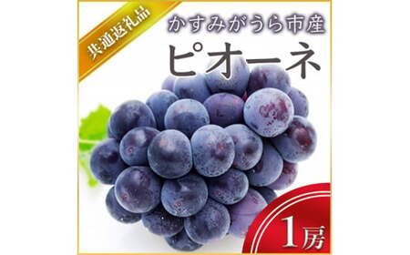 ピオーネ 1房 ＜2026年7月上旬より順次発送予定＞ (県内共通返礼品:かすみがうら市産) 先行予約 ぶどう ブドウ 葡萄 フルーツ 茨城 新鮮 (BR043)