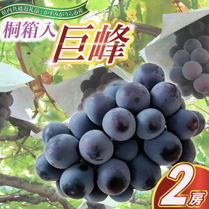 巨峰 桐箱入り 2房 ＜2026年8月より順次発送＞ (県内共通返礼品:かすみがうら市産) 先行予約 ギフト 贈答 ぶどう ブドウ 葡萄 フルーツ 茨城 新鮮 (BR097)